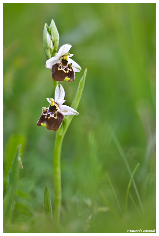 Ophrys holosericea subsp. holosericea